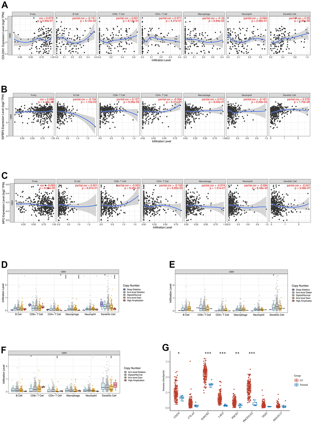 Analysis of immune cell infiltration, SCNA, and immune checkpoint expression in grade 4 diffuse gliomas. (A–C) Analysis of immune cell infiltration associated with COL22A1, IGFBP2, and MPO expression levels in grade 4 diffuse gliomas. (D–F) Association of SCNAs of COL22A1 (D), IGFBP2 (E), and MPO (F) with immune cell infiltration in grade 4 diffuse gliomas. (G) Immune checkpoint analysis of grade 4 diffuse gliomas vs normal brain.