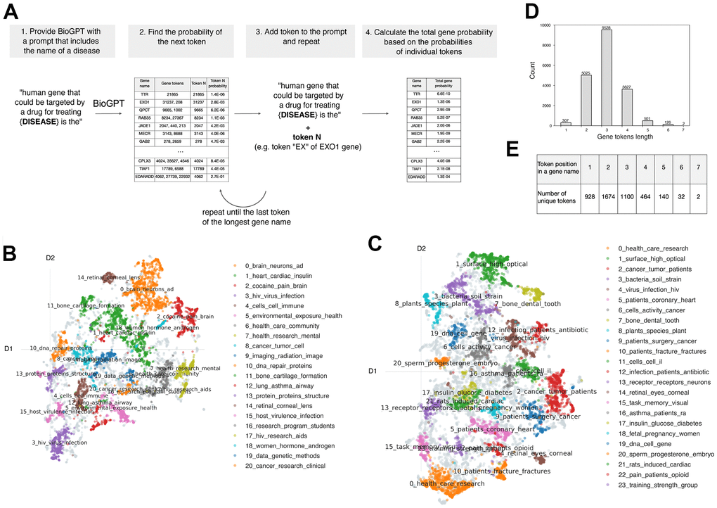 The main method utilized in the work. (A) The general pipeline of the work. (B) Predominant topics for the grant and (C) PubMed texts identified by BertTopic. (D) Distribution of token lengths for protein-coding genes. (E) The number of unique tokens placed in the noted positions within the gene name.