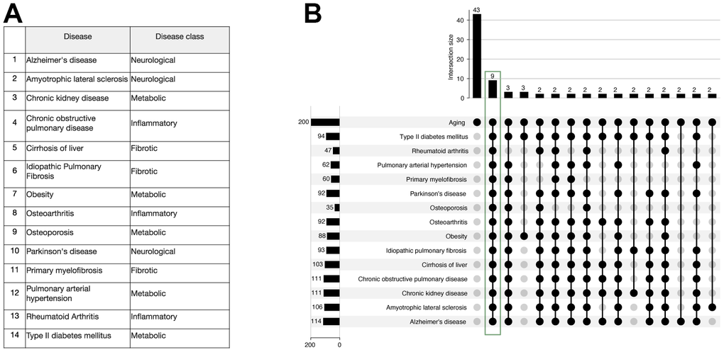 Study of 9 genes that were ranked within the first 200 genes for each of the age-related diseases and aging by the BioGPT-G model. (A) The list of 14 age-related diseases previously studied by Pun et al. (B) Upset plot of the intersection of protein lists for 14 diseases and aging retrieved with BioGPT-G. The intersection comprising 2 or more genes intersected with the “Aging” list are shown.