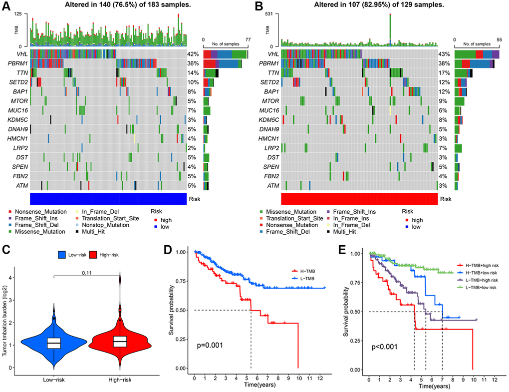 Analysis of TMB based on TRLs prognostic signature in KIRC patients. The waterfall plot illustrates the type and frequency of tumor mutational burden in the low-risk group (A) and high-risk group (B). (C) TMB levels between two groups. (D) The Kaplan-Meier curve of KIRC patients in the low- and high-TMB groups. (E) The Kaplan-Meier curves of KIRC patients among diverse subgroups based on the risk score and TMB levels.