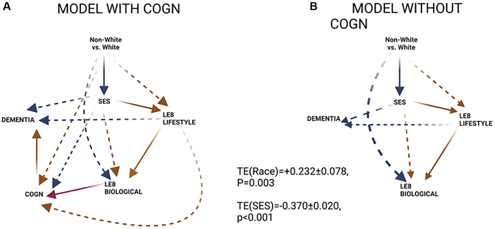 GSEM findings. (A) Model with COGN as a proximal mediator; (B) Model without COGN as a proximal mediator. Abbreviations: COGN: Poor cognitive performance, z-score; LE8BIOLOGICAL: Biological sub-scale of Life’s Essential 8; LE8LIFESTYLE: Lifestyle sub-scale of Life’s Essential 8; SES: Socio-economic status; Red lines: positive associations; Blue lines: inverse associations; Solid line: within hypothesized pathway; Dashed line: outside hypothesized pathway.