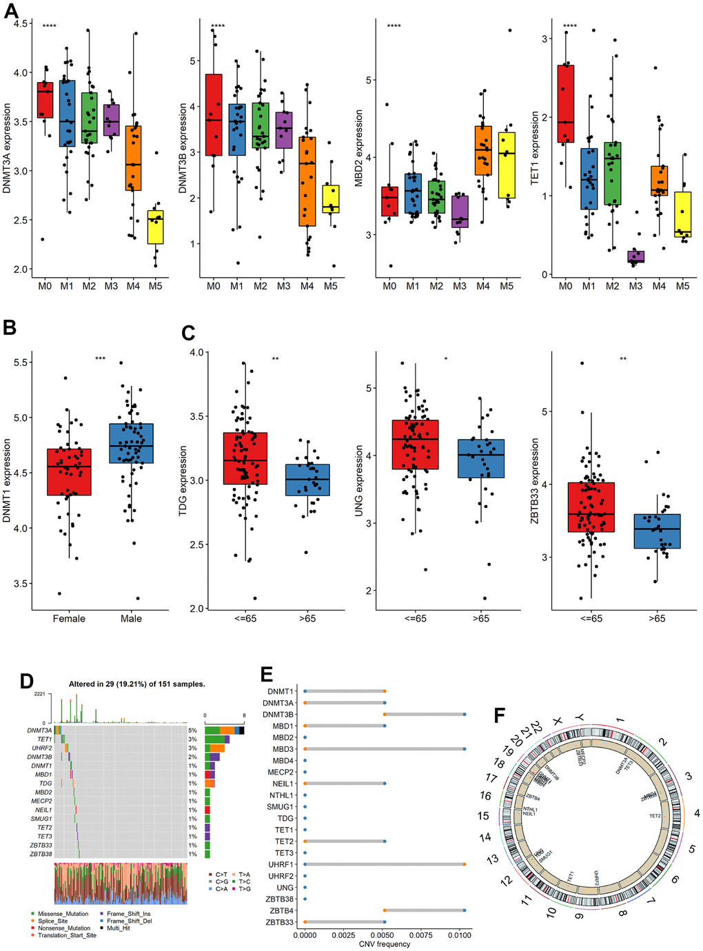 Expression, mutation and copy number variation of m5C gene. (A–C) The expression differences of m5C gene among different groups (FAB, Sex, Age), (D) mutation, (E) copy number variation and (F) localization of m5C gene on chromosome.