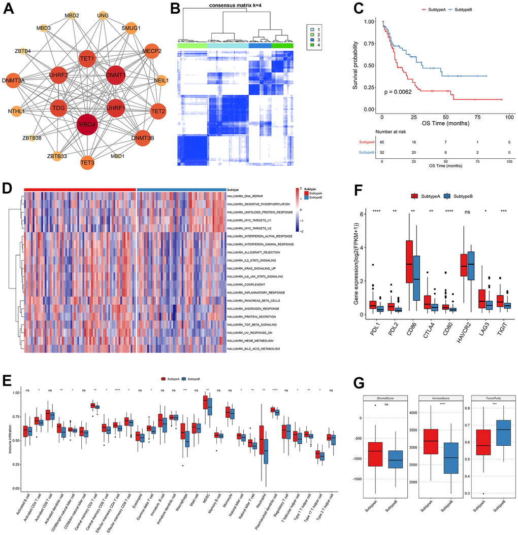 Clustering analysis of m5C regulators. (A) Interaction relationship plot, (B) sample correlation matrix of consistent clustering, (C) KM curves of new subtypes Subtype A, Subtype B, OS and (D) GSVA analysis, (E) differences in immune cell abundance between subtypes, (F) differences in immune checkpoint gene expression and (G) differences in stromal score, immune score and tumor purity.