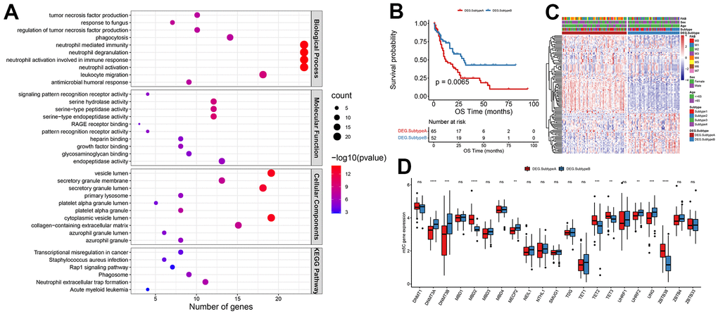 Patterns of m5C methylation modification mediated by m5C regulators. (A) Functional enrichment analysis of differential genes, (B) KM curves of OS, (C) heat map of m5C gene expression distribution, (D) and histogram of m5C gene expression distribution.