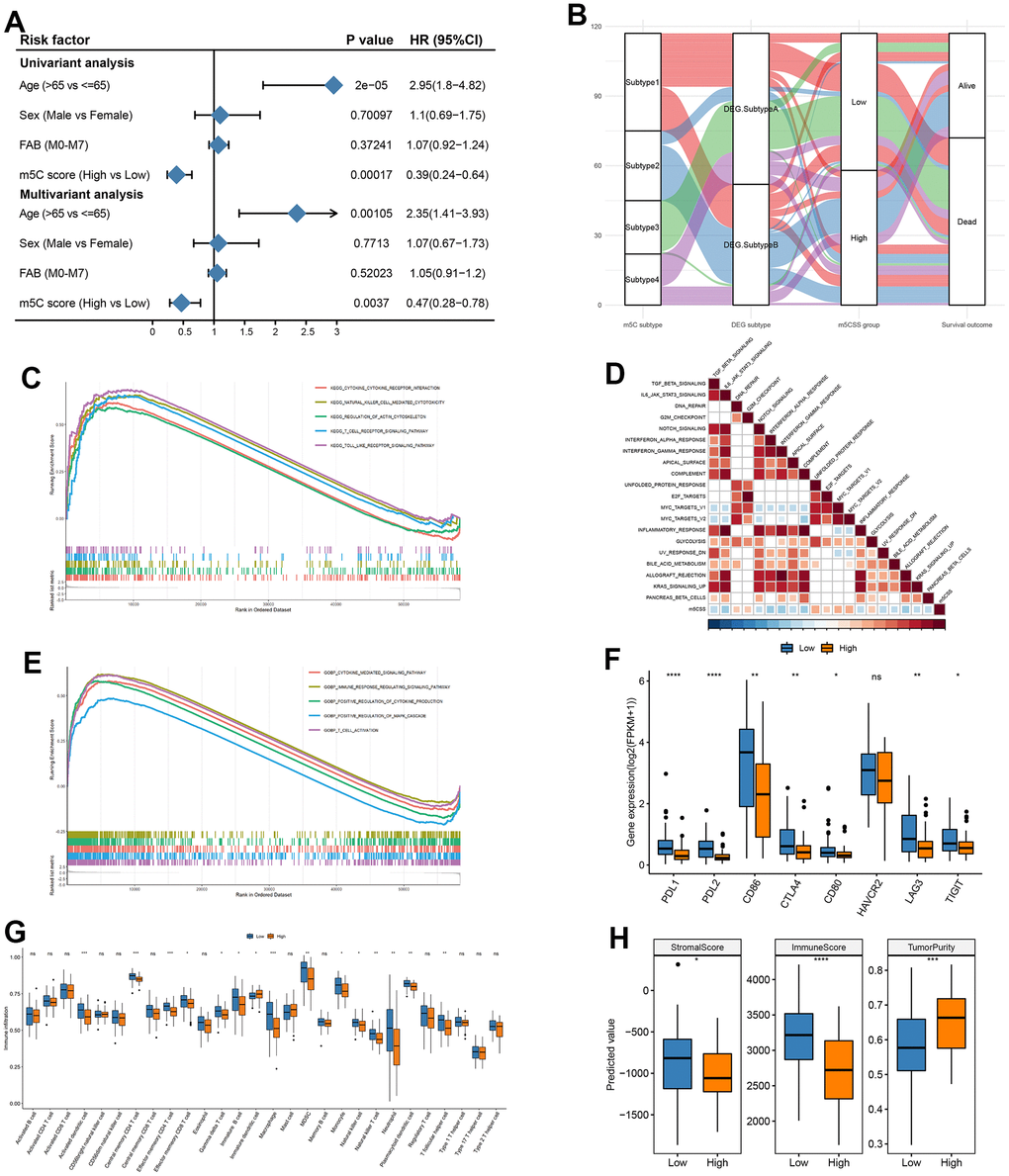 Construction of m5C gene signature. (A) Univariate cox analysis in training set and (B) impact plots (from left to right, m5C isoforms, differential gene expression subtypes and m5C score classification and final sample survival, respectively), (C) KEGG enrichment for high and low scoring subgroups, (D) correlation between m5C score and hallmark pathway, (E) GO enrichment for high and low scoring subgroups, (F) immune checkpoint gene expression differences, (G) immune cell differences, (H) stromal score, immune score and tumor purity in high and low subgroups.