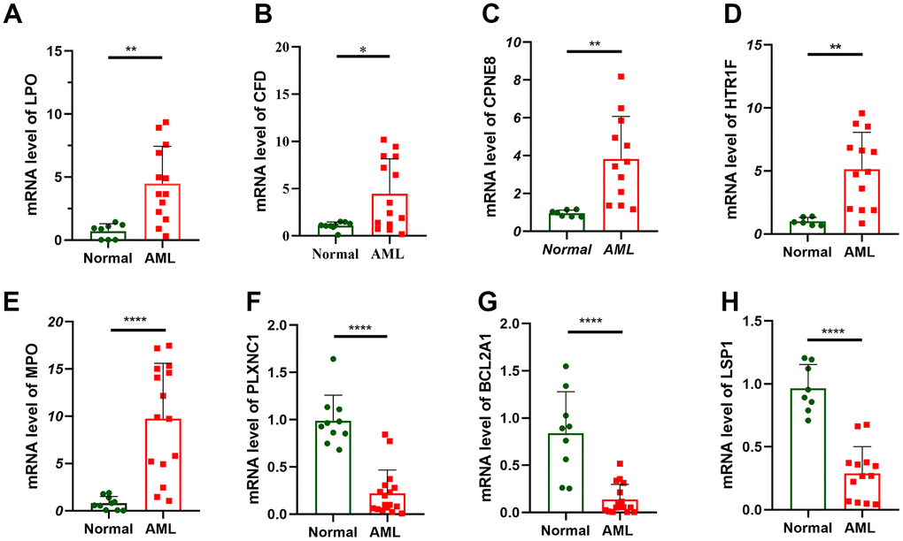 Verification of prognostic gene expression by RT-qPCR. RT-qPCR analyses of LPO (A), CFD (B), CPNE8 (C), HTR1F (D), MPO (E), PLXNC1 (F), BCL2A1 (G) and LSP1 (H) expression in 16 AML patient and 10 healthy people.