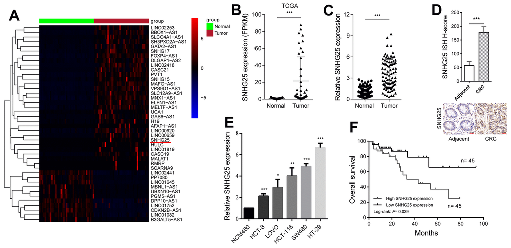 SNHG25 is up-regulated in CRC and its expression level is related to prognosis. (A) The heatmap shows the abnormal expression of lncRNAs in CRC in TCGA database. Red color indicates up-regulated in CRC, and blue color indicates down-regulated in CRC. SNHG25 is marked with a red underline. (B) Expression of SNHG25 in CRC generated from RNA sequencing data from TCGA database. (C) SNHG25 expression was detected by qRT-PCR in 90 pairs of CRC tissues and adjacent normal tissues. (D) Representative images of ISH assays for detecting SNHG25 in CRC tissues and corresponding normal tissues. (E) The expression of SNHG25 in NCM460, HCT-8, LOVO, HCT-116, SW480 and HT-29 cells was detected by qRT-PCR. (F) Kaplan-Meier survival curves and log-rank tests were used to compare the survival time between the high SNHG25 expression group and the low SNHG25 expression group. The top 50% of the samples were considered as high expression of SNHG25, and the bottom 50% samples considered as low SNHG25 expression. *P 