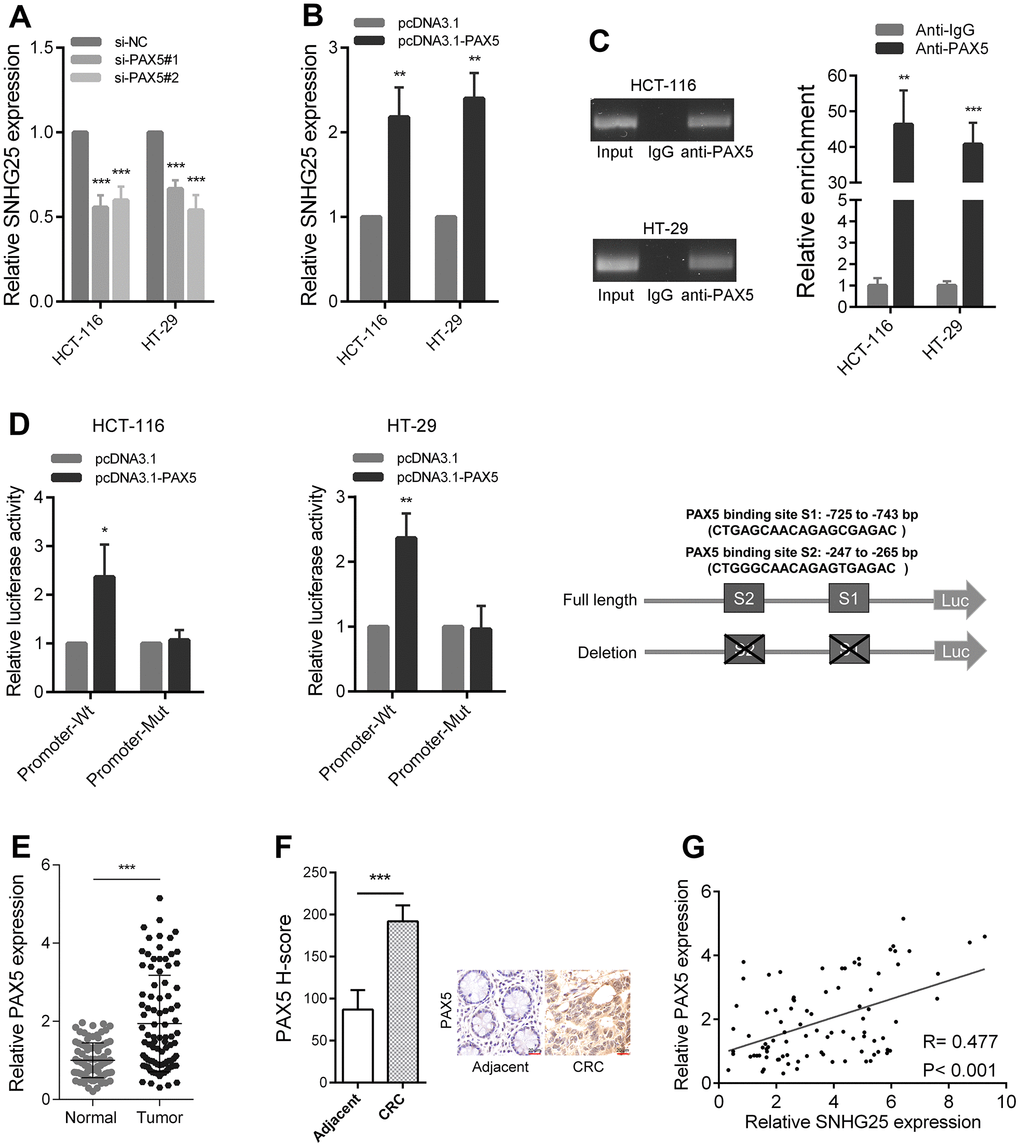 PAX5 activates SNHG25 transcription in CRC. (A) The expression of SNHG25 was detected by qRT-PCR in HCT-116 and HT-29 cells transfected with PAX5 siRNAs. (B) The expression of SNHG25 was detected by qRT-PCR in HCT-116 and HT-29 cells transfected with pcDNA3.1-PAX5 or pcDNA3.1. (C) ChIP-qPCR assays were performed to detect PAX5 occupancy at the SNHG25 promoter region. Genomic DNA input was 1%. (D) Luciferase reporter assays were used to determine the PAX5 binding sites on the SNHG25 promoter region. Schematic representation of constructs for reporter is in the right panel. (E) Relative expression of SNHG25 in 90 pairs of CRC tissues and corresponding normal tissues. (F) Representative images of PAX5 immunostaining of CRC tissues and corresponding normal tissues. (G) Correlation analysis between PAX5 and SNHG25 in 90 CRC tissues (R = 0.477, p 