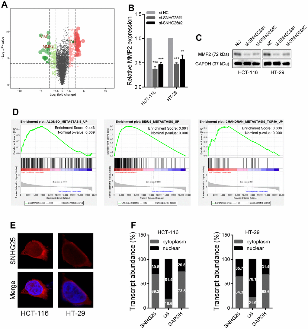 The expression of MMP2 is regulated by SNHG25 in CRC. (A) Volcano plot generate from the RNA-seq data showed the statistical significance (P value) and magnitude of change (fold change) of gene expression after SNHG25 knockdown. (B, C) The expression of MMP2 was detected by qRT-PCR or western blot in HCT-116 and HT-29 cells after SNHG25 knockdown. (D) GSEA results demonstrate the correlation between SNHG25 and gene sets related to metastasis (ALONSO