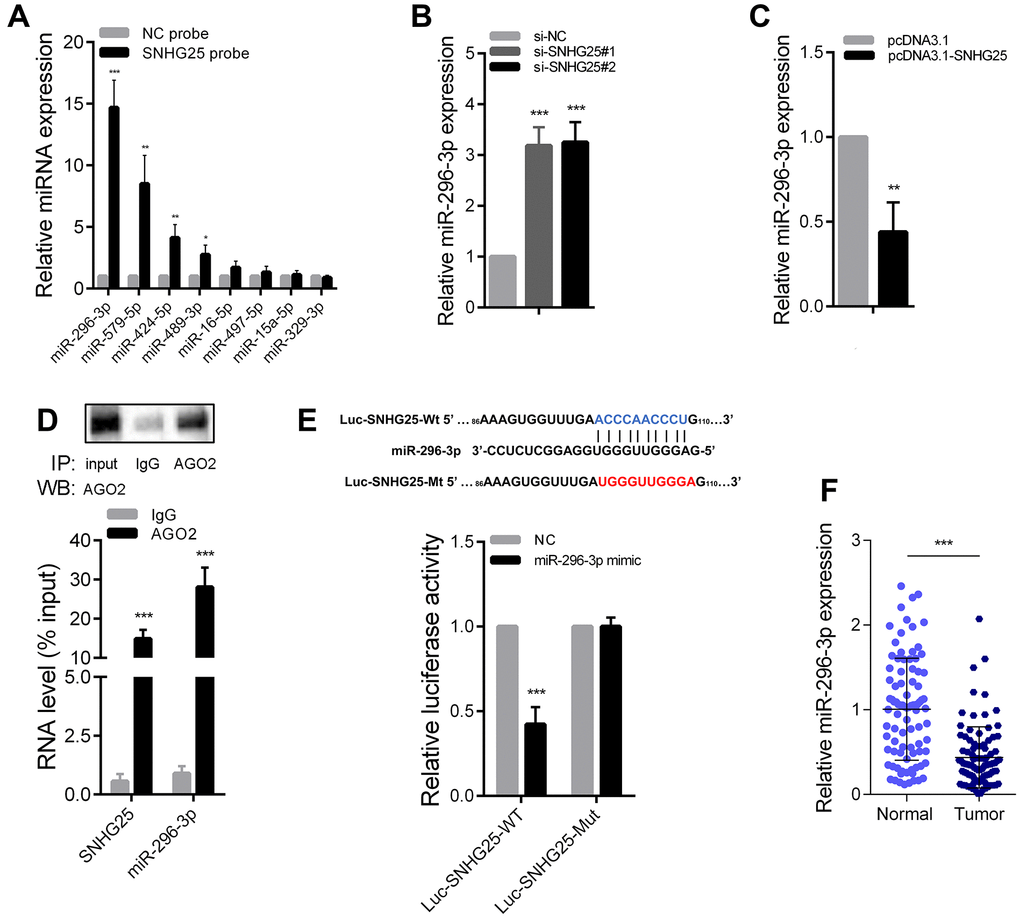 SNHG25 acts as a sponge for miR-296-3p in CRC. (A) Relative expression of microRNAs which potentially bind to SNHG25 were detected by qRT-PCR after RNA pull-down assays in HCT-116 cells with biotin labeled SNHG25. (B) MiR-296-3p expression was detected by qRT-PCR in HCT-116 cells transfected with SNHG25 siRNAs. (C) MiR-296-3p expression was detected by qRT-PCR in HCT-116 cells transfected with pcDNA3.1-SNHG25. (D) RIP assays were performed with antibodies against AGO2 or control IgG in HCT-116 cells. Immunoprecipitated RNA was analyzed by qRT-PCR. Total RNA input was 1%. (E) Dual luciferase reporter assays with wild type and mutant (binding sites for miR-296-3p were mutated) SNHG25 luciferase reporters. Up panel, sequence alignment of miR-296-3p and its potential binding sites in SNHG25. Predicted miR-296-3p target sequence (blue) in Luc-SNHG25-Wt and mutated nucleotides (red) in Luc-SNHG25-Mut. (F) MiR-296-3p expression was detected by qRT-PCR in 90 pairs of CRC tissues and adjacent normal tissues. *P 