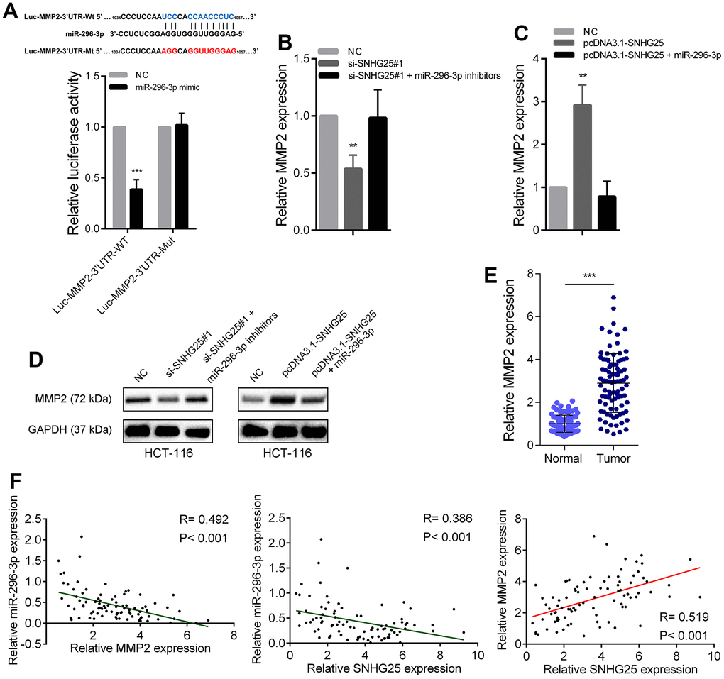 SNHG25 promoted MMP2 expression by adsorbing miR-296-3p. (A) Dual luciferase reporter assays with wild type or mutant MMP2-3’UTR luciferase reporters after transfection of miR-296-3p mimics. Upper panel, sequence alignment of miR-296-3p and its potential binding sites in MMP2 3’UTR. Predicted miR-296-3p target sequence (blue) in Luc-MMP2-3’UTR-Wt and mutated nucleotides (red) in Luc-MMP2-3’UTR-Mut. (B) MMP2 expression was detected by qRT-PCR after transfection of SNHG25 siRNAs or co-transfection of SNHG25 siRNAs and miR-296-3p inhibitors in HCT-116 cells. (C) MMP2 expression was detected by qRT-PCR after transfection of pcDNA3.1-SNHG25 or co-transfection of pcDNA3.1-SNHG25 and miR-296-3p mimics in HCT-116 cells. (D) MMP2 expression was detected by western blot in HCT-116 cells with indicated treatments. (E) qRT-PCR analysis of MMP2 expression in 90 pairs of CRC and corresponding adjacent normal tissues. (F) Correlation analysis between SNHG25, MMP2 and miR-296-3p in 90 paired CRC samples (miR-296-3p vs. SNHG25, R = 0.386, p 