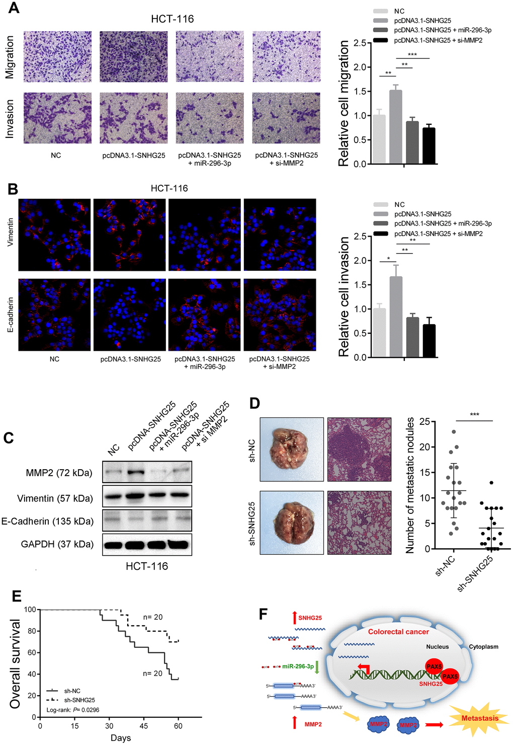 SNHG25 promotes CRC metastasis by regulating MMP2 expression. (A) The migration and invasion abilities of HCT-116 cells were evaluated by transwell assays after indicated treatments. (B) Vimentin and E-Cadherin expression was detected by immunofluorescence in HCT-116 cells with indicated treatments. (C) MMP2, Vimentin and E-cadherin expression was detected by western blot in HCT-116 cells with indicated treatments. (D) Left panel, representative images of lungs from mice after tail vein injections with stably transfected sh-SNHG25 and sh-NC HCT-116 cells. Right panel, quantitative analysis of metastasis foci in corresponding groups. (E) Survival analysis of mice after tail vein injections with stably transfected sh-SNHG25 and sh-NC HCT-116 cells. (F) Schematic of the proposed mechanism of SNHG25 in CRC. *P 