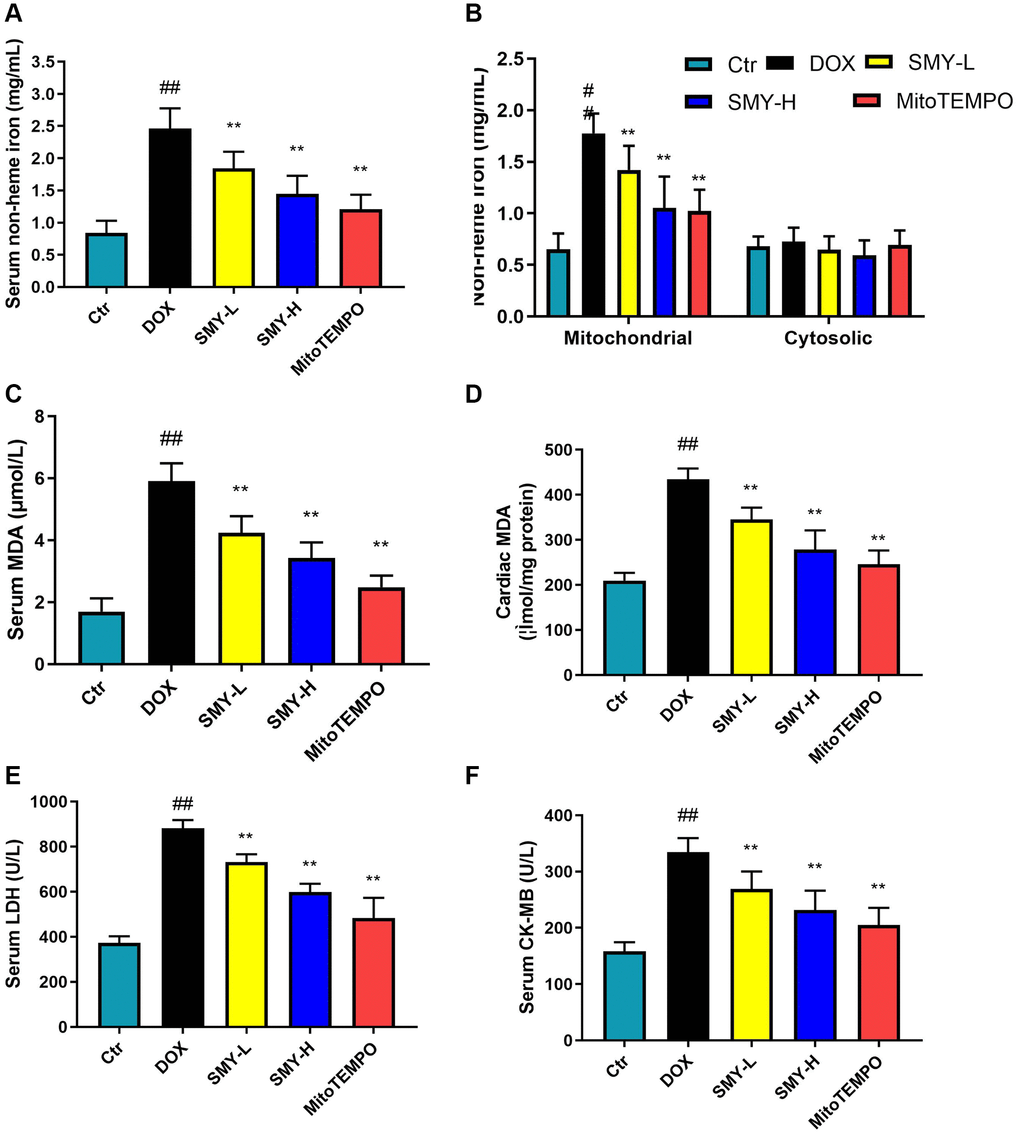 SMY inhibited iron overload, lipid peroxidation, and serum enzymology. (A, B) Serum (A), cardiac mitochondrial, and cytosolic (B) nonheme iron were detected by an iron assay kit (#ab83366, Abcam). (C, D) Serum (C) and cardiac (D) MDA contents were measured by lipid peroxidation MDA assay kit (Beyotime, S0131S) in control mice and mice treated with DOX with or without SMY or mitoTEMPO. (E, F) Serum LDH (E) and CK-MB (F) levels were examined by commercial assay kits (Beyotime, C0016 and ZCIBIO, ZC-38269) according to the manufacturer’s instructions. The results were presented as mean ± SEM. ##means compared with control group, P *means compared with DOX group, P **means compared with DOX group, P 