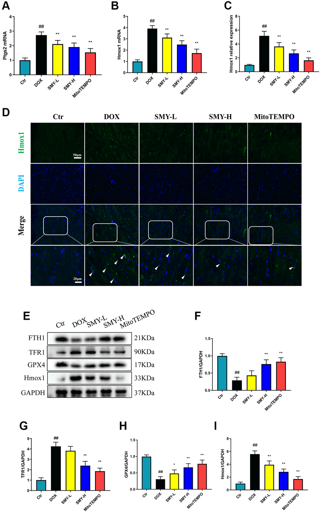 The effect of SMY on molecular markers of ferroptosis. (A, B) Ptgs2 mRNA (A) and Hmox1 mRNA (B) levels were measured by qPCR. (C) Quantification of the intensity of immunofluorescence of Hmox1. (D) Representative images of immunofluorescence of Hmox1. The green fluorescence represented Hmox1 and the blue fluorescence indicated cell nucleus. (E) Representative blot images of FTH1, TFR1, GPX4, and Hmox1 protein levels. (F) Analysis of FTH1 protein levels by column graph, adjusted by GAPDH. (G) Analysis of TFR1 protein levels by column graph, adjusted by GAPDH. (H) Analysis of GPX4 protein levels by column graph, adjusted by GAPDH. (I) Analysis of Hmox1 protein levels by column graph, adjusted by GAPDH. The results were presented as mean ± SEM. ##means compared with control group, P *means compared with DOX group, P **means compared with DOX group, P 
