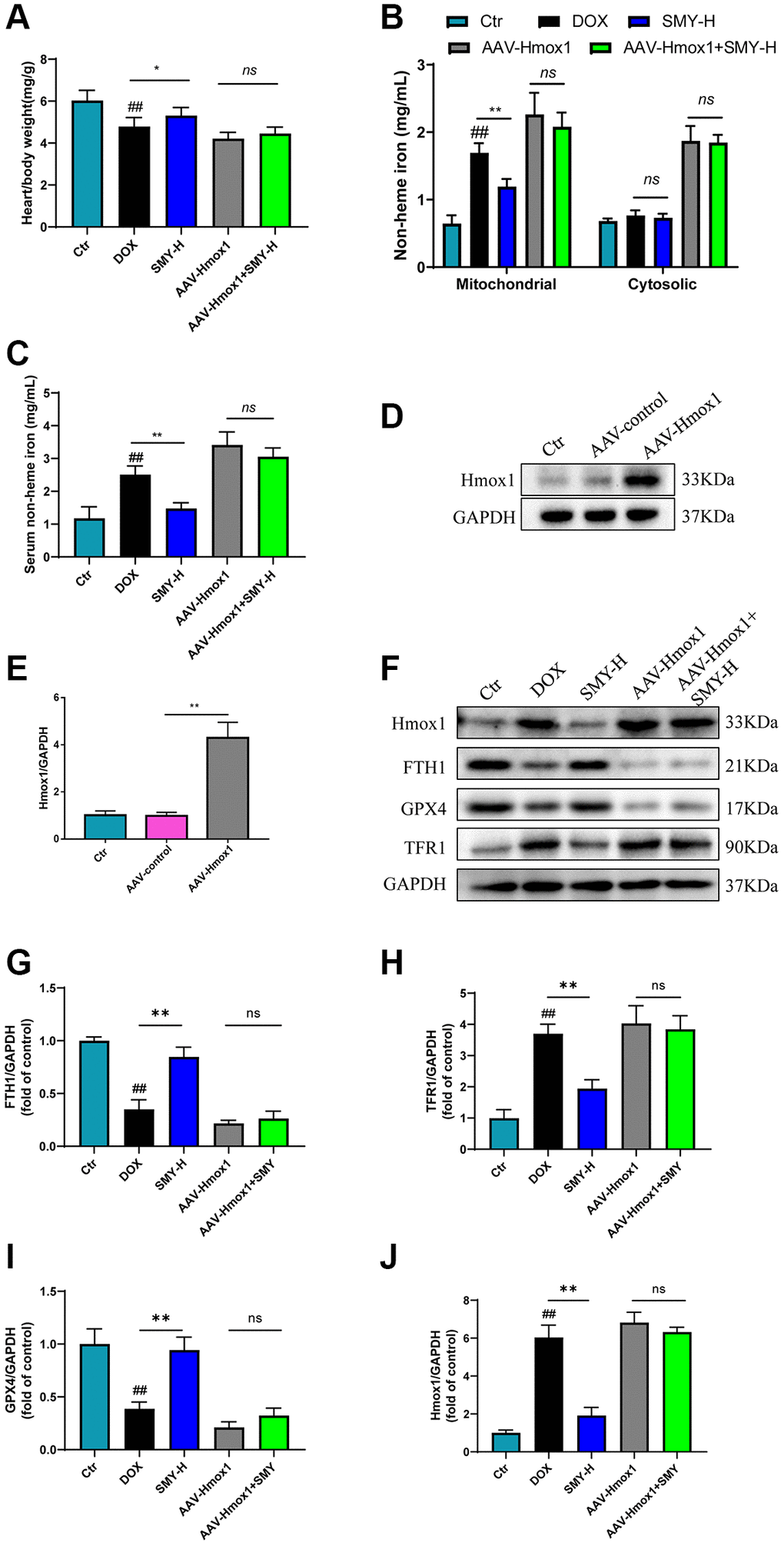 Overexpression of Hmox1 counteracted the effect of SMY on ferroptosis. (A) The heart/body weight ratio was calculated. (B, C) Cardiac mitochondria and cytosolic nonheme iron (B) and serum nonheme iron (C) were detected by an iron assay kit (#ab83366, Abcam) in mice treated with DOX with or without SMY or Hmox1-OE. (D, E) Western blot analysis of Hmox1 and GAPDH protein levels in control mice, AAV-control mice, and AAC-Hmox1 mice. (F–J) Western blot analysis of FTH1, TFR1, GPX4, and Hmox1 protein contents. The results were presented as mean ± SEM. *means compared with the other group, P **means compared with the other group, P 