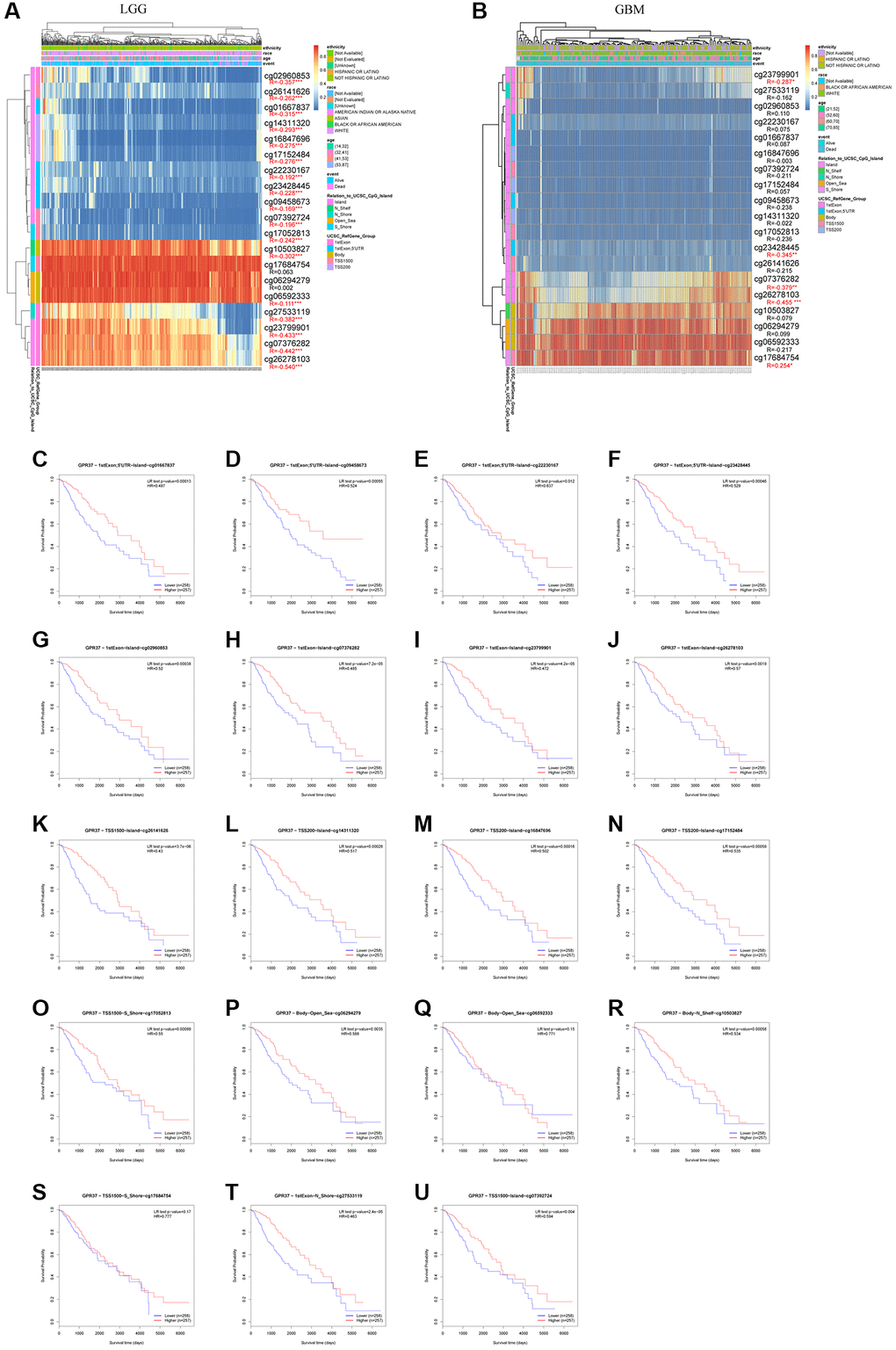 GPR37 promoter methylation in glioma. (A, B) Waterfall plots showing the correlation methylation level of GPR37 promoter and gene expression. (C–U) Survival curves as a function of methylation sites. *P **P ***P 
