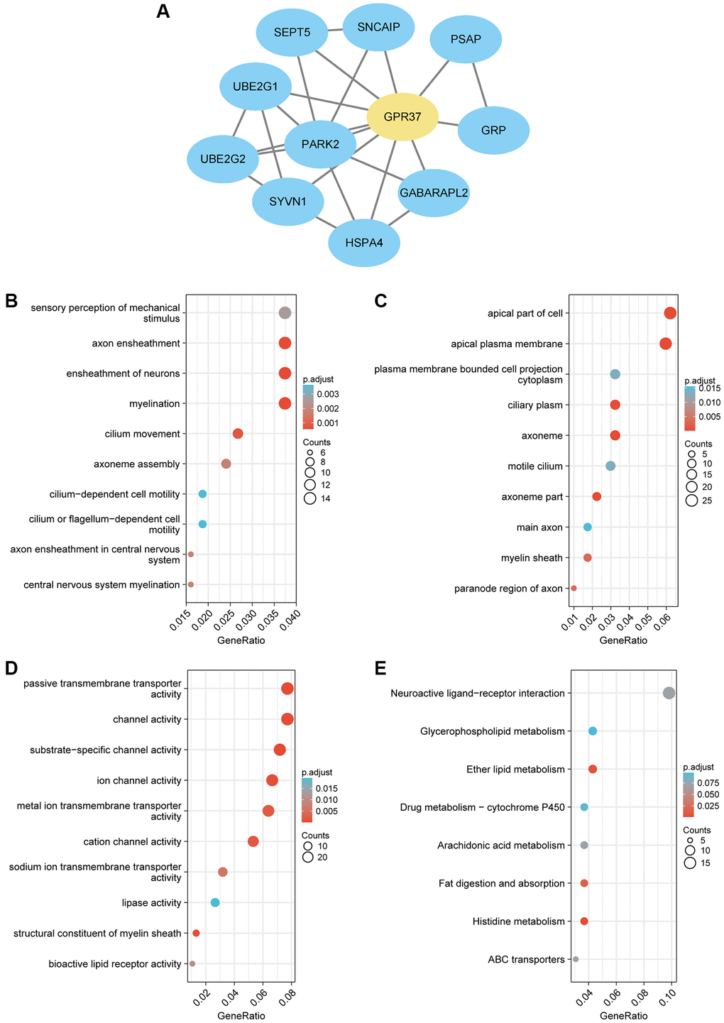 (A) PPI network of GPR37-related genes in glioma. (B–E) Gene set enrichment analysis based on GO analysis including BP, CC and MF terms, and KEGG pathway analysis for all linked hub genes of GPR37 in glioma.