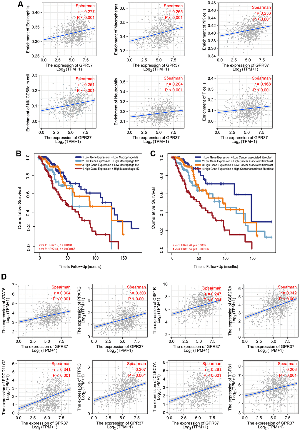 Correlation between immunological infiltrates and GPR37 expression. (A) Eosinophils, Macrophages, NK cells, NK CD56dim cells, Neutrophils, and T cells were all positively linked with GPR37 expression. (B, C) Infiltration of M2 macrophages and cancer-associated fibroblasts were associated with poor outcome. (D) The M2 markers were positively linked with GPR37 expression.