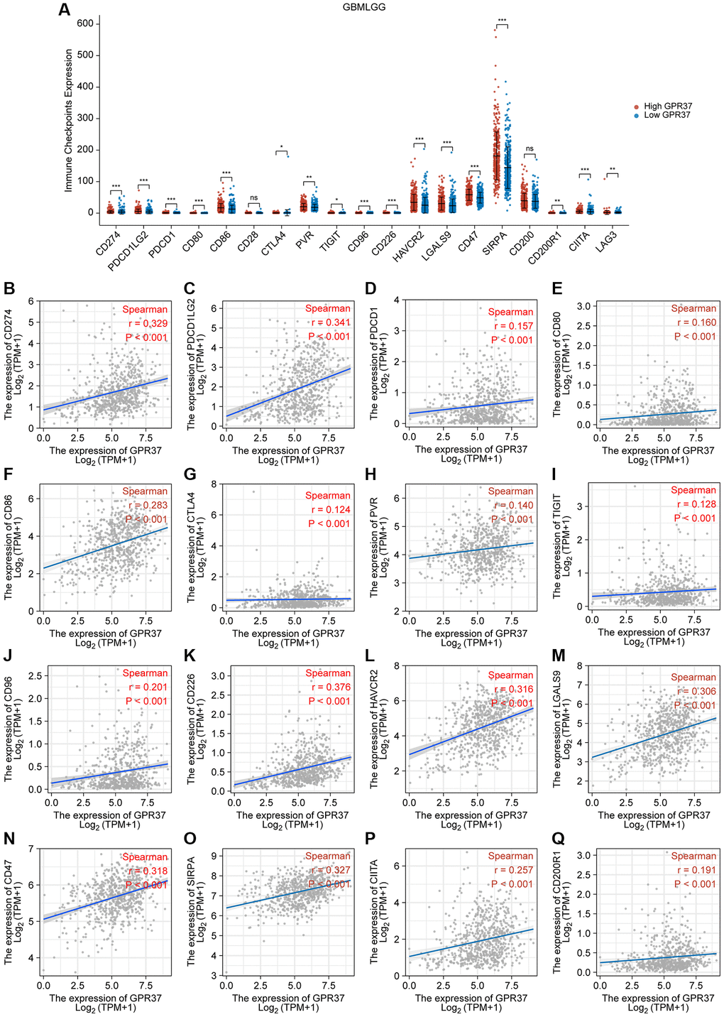 Correlation between GPR37 expression levels and common immune checkpoints (ICPs). (A) Graph showing expression of ICPs in the GPR37high (red) and GPR37low (blue) groups. (B–Q) Spearman correlation coefficients for the association between the expression levels of GPR37 and ICPs. *P **P ***P 