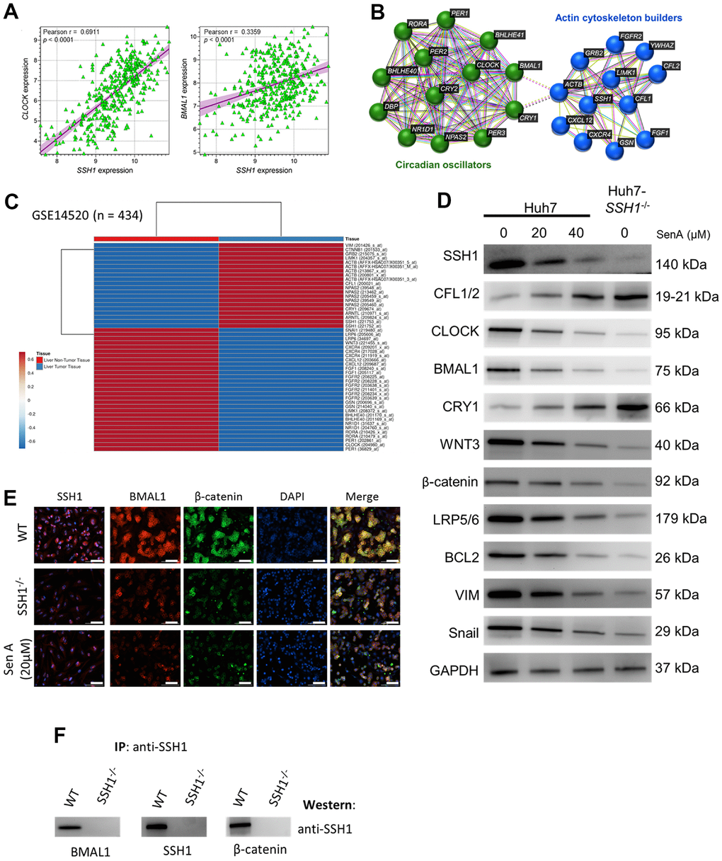 The oncogenic activity of SSH1 is mediated by circadian rhythm disruption and Wnt/β-catenin signaling activation. (A) Dot plots show the correlation between CLOCK and SSH1 expression (left), or BMAL1 and SSH1 expression (right). (B) The protein–protein interaction network constructed by the STRING database shows the interaction between SSH1, ‛actin cytoskeleton builders’, and ‛circadian oscillators’. (C) Heatmap of the expression profiles of VIM, CTNNB1, GRB2, LIMK1, ACTB, CFL1, NPAS2, CRY1, ARNTL, SSH1, SNAI1, LRP6, WNT3, CXCR4, CXCL12, FGF1, FGFR1, GSN, BHLHE40, NR1D1, RORA, PER1, and CLOCK. (D) Representative western blot images showing the effect of 0 - 20 μM SenA or Huh7-SSH1-/- on the protein expression of SSH1, CFL1/2, CLOCK, BMAL1, CRY1, WNT3, β-catenin, LRP5/6, BCL2, VIM, and Snail. GAPDH was loading control. (E) Representative immunofluorescence staining images showing the expression and localization of SSH1, BMAL1, and β-catenin in Huh-WT, Huh7-SSH1-/- and 20 μM SenA -treated Huh7 cells. DAPI stained for nuclear localization. (F) Representative IP western images showing the presence of BMAL1, SSH1, or β-catenin in IP complex of respective antisera on probing with SSH1 antisera in Huh-WT cells but not in the Huh-SSH1-/- cells.