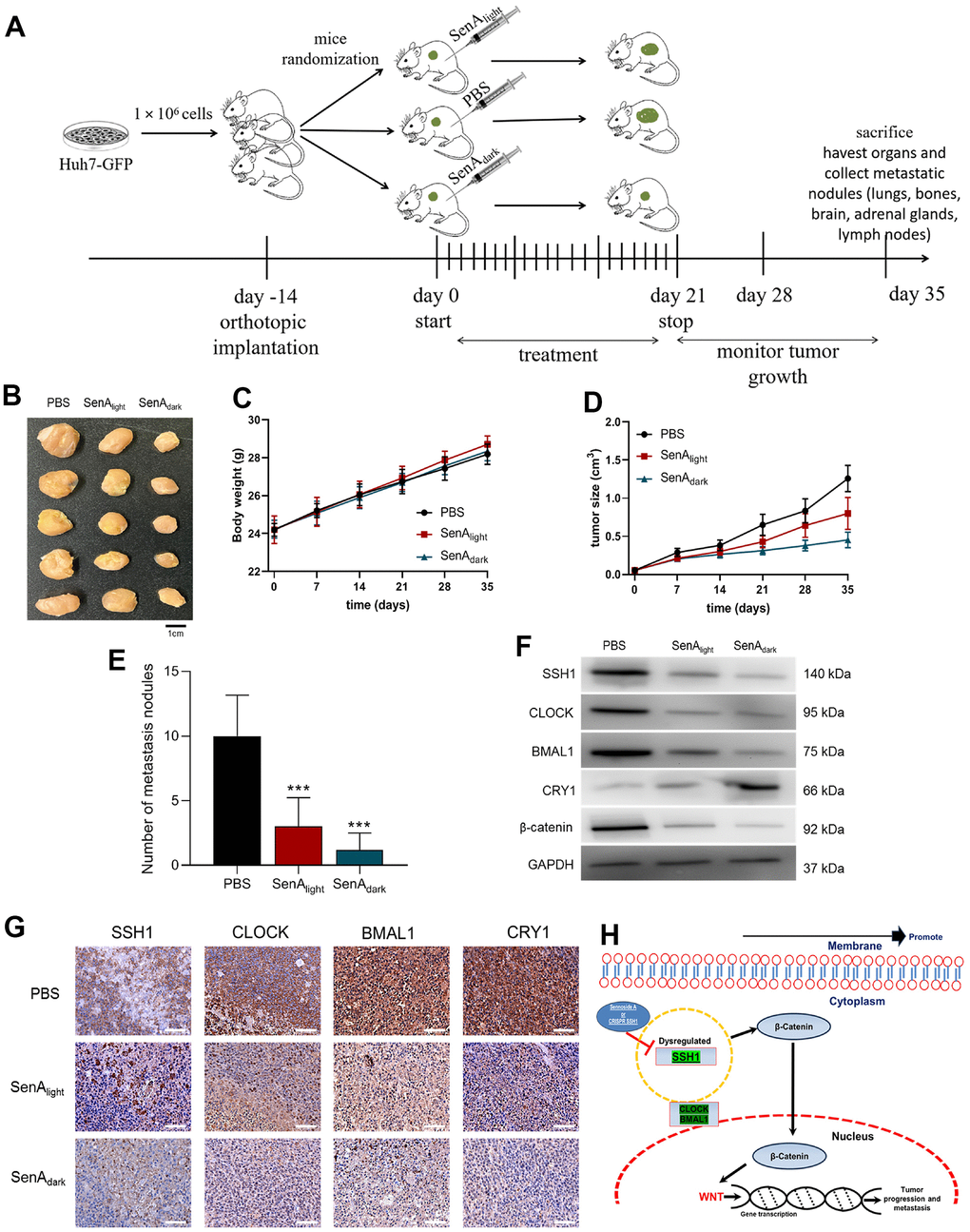 The oncogenic activity of SSH1 is mediated by circadian rhythm disruption, in vivo (A) Workflow schema of the orthotopic HCC mice model generation. (B) Photo-image showing the differential effect of SenAlight and SenAdark on the tumor sizes in xenografted mice. Line graphs showing the differential effects of SenAlight and SenAdark on the (C) average tumor volume in and (D) body weight of the treated mice compared with the PBS control mice, at the indicated time-points. (E) Histograms showing how PBS, SenAlight and SenAdark affect the number of intrahepatic and lung metastasis nodules. (F) Representative western blot images of the effect of PBS, SenAlight and SenAdark on the expression levels of SSH1, CLOCK, BMAL1, CRY1, and β-catenin in dissociated HCC cells from tumors extracted from xenografted mice. GAPDH served as a loading control. (G) Representative tissue staining images showing the effect of PBS, SenAlight and SenAdark on the staining intensity and distribution of SSH1, CLOCK, BMAL1, and CRY1 proteins in tumors extracted from xenografted mice. (H) a pictorial description of the mechanism of regulation of HCC progression via SSH1-β-catenin and WNT signaling. The data are presented as the mean ± standard error of mean (SEM), n = 5/group.