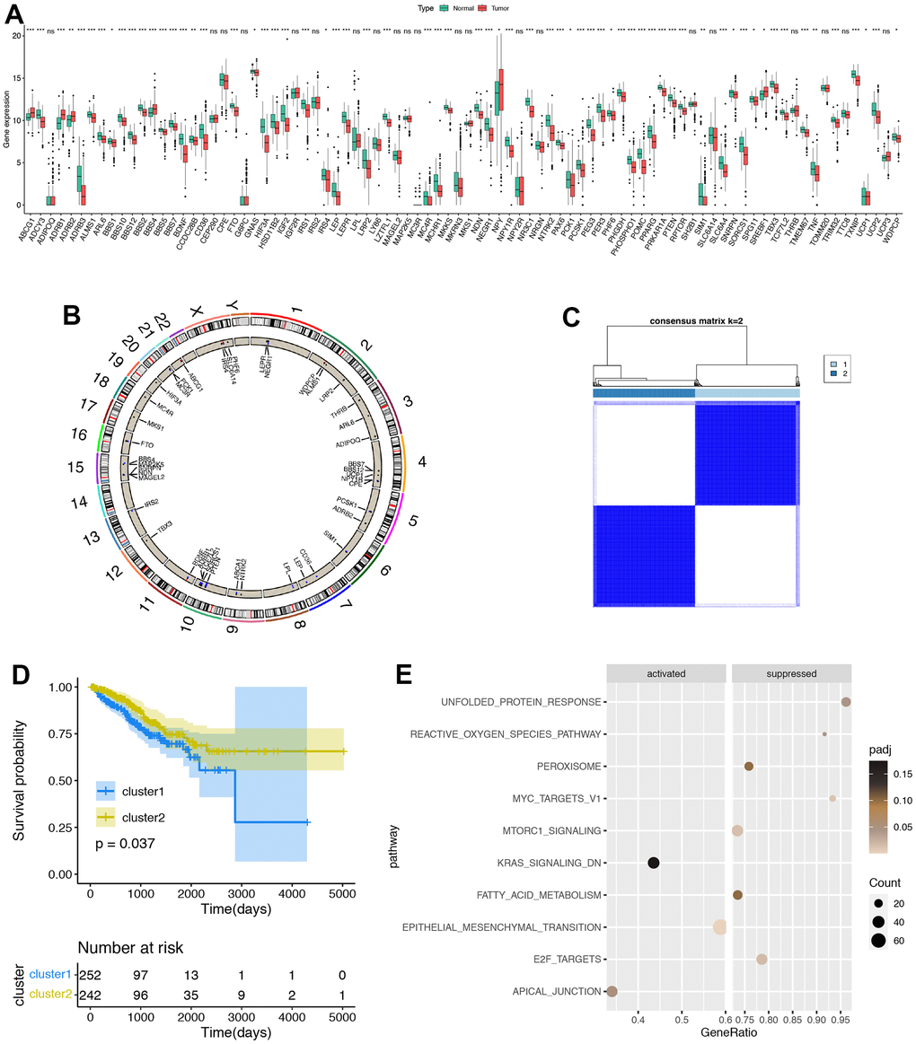 Development of obesity related genes (ORGs) regulated patterns in prostate adenocarcinoma (PRAD). (A) The expression of ORGs in PRAD and normal prostate tissues, Normal, blue; Tumor, red. (B) The comprehensive interactions between ORGs. The size of circles represented the different effects of genes on the prognosis. Blue dots in the circles showed favorable factors for progression free survival (PFS), while red dots showed risk factors. (C) Two clusters were generated by unsupervised clustering based on those ORGs. (D) Kaplan-Meier plots between two ORGs regulated patterns. Blue line showed ORGs cluster 1, while red line showed ORGs cluster 2. (E) Gene set enrichment analysis (GSEA) of hallmark pathways between ORGs cluster1 and cluster2. *p 