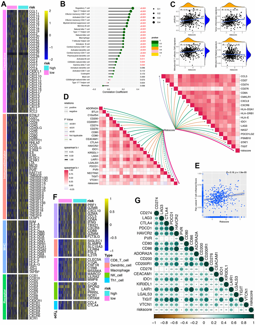 Developing a ORGs signature for individual patient’s tumor microenvironment (TME) phenotypes evaluation. (A) Differences in the expression of 122 immunomodulators (chemokine, receptor, MHC and immunostimulators) between high-risk and low-risk cohorts in PRAD. (B) Correlation between ORGs signature and immune cells infiltration in TCGA-PRAD. (C) Correction between ORGs signature, JAVELIN, Tumor inflammation, IMmotion 150 T-effector response and IMmotion 150 Myeloid gene expression signatures respectively. (D) Correlation between ORGs signature, immune checkpoint (ICI) genes (topper right) and tumor inflammation signature (TIS) genes (lower left) respectively. (E) Correlation between ORGs signature and pan-cancer T cell inflamed score. (F) Heatmap of effect genes of CD8+ T cell, dendritic cell (DC), macrophage, natural killer (NK) cell and type 1 T helper (Th1) cell between high-risk and low-risk ORGs signature cohorts. (G) Correlation between ORGs signature and the individual genes included in the T cell inflamed signature.