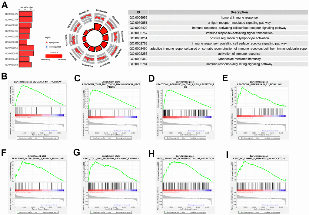 Functional enrichment analysis and GSEA analysis. (A) GO circle plots displayed scatter plots of log fold change (logFC) for the most statistically significant GO terms. Red dots represented up-regulated genes and blue dots represented down-regulated genes. The inner circles displayed z-scores calculated as the number of up-regulated genes minus the number of down-regulated genes divided by the square root of the count. (B–I) GSEA analysis exhibited that Biocarta NAK pathway (B), Reactome TNFs their physiological receptors (C), Reactome signaling by the B Cell receptor bcr (D), Reactome interleukin 12 signaling (E), Reactome interleukin 2 family signaling (F), KEGG toll like receptor signaling pathway (G), KEGG leukocyte trans-endothelial migration (H) and KEGG fc gamma r mediated phagocytosis (I) were enriched in the high-risk group compared with low-risk group.