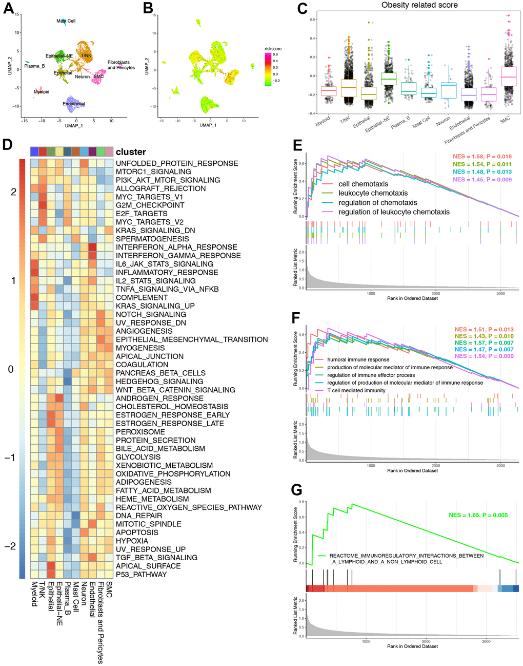 The role of ORGs signature on the single cell level. (A) UMAP plots of GSE157703 and each cluster were visualized and marked by different cell types. (B) Distribution of ORGs signature on the single cell level. (C) The expression of ORGs on the single cell level. (D) The heatmap revealed that significant connection probability of ORGs related signaling pathways on single cell level. (E) Gene ontology (GO) enrichment of chemokine related signatures identified by gene set enrichment analysis (GSEA) on the single cell level. (F) Gene ontology (GO) enrichment of T cell activation related signatures identified by gene set enrichment analysis (GSEA) on the single cell level. (G) Kyoto Encyclopedia of Genes and Genomes (KEGG) enrichment of T cell activation related signature identified by GSEA on the single cell level.