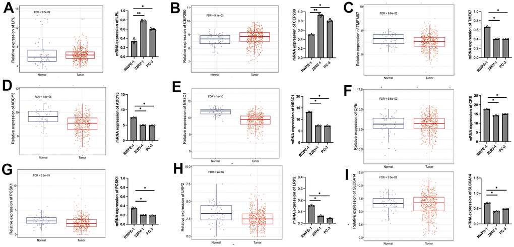 The expression levels of LPL (A), CEP290 (B), TMEM67 (C), ADCY3 (D), NR3C1 (E), CPE (F), PCSK1 (G), LRP2 (H) and SLC6A14 (I) in LUAD cell lines and normal prostate cell lines detected by RT-qPCR. Human prostate cell line: RWPE-1. PRAD cell line: 22RV1 and PC-3. *p 