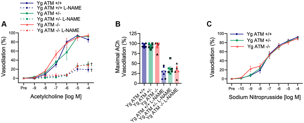 Impact of reduced double-strand DNA break repair on endothelium-dependent and independent vasodilation. (A) Mesenteric artery dose-response curves to increasing doses of the endothelium-dependent vasodilator acetylcholine in the absence and presence of the nitric oxide synthase inhibitor L-NAME. N = 7–11 per group. (B) Maximal acetylcholine (ACh) vasodilation in mesenteric arteries in the absence and presence of L-NAME. N = 7–11 per group. (C) Mesenteric artery dose-response curves to increasing doses of the endothelium-independent vasodilator sodium nitroprusside. Yg = young. N = 8–10 per group. Individual data points with black borders denote female mice. Individual data points matching group colors denote male mice. †p 