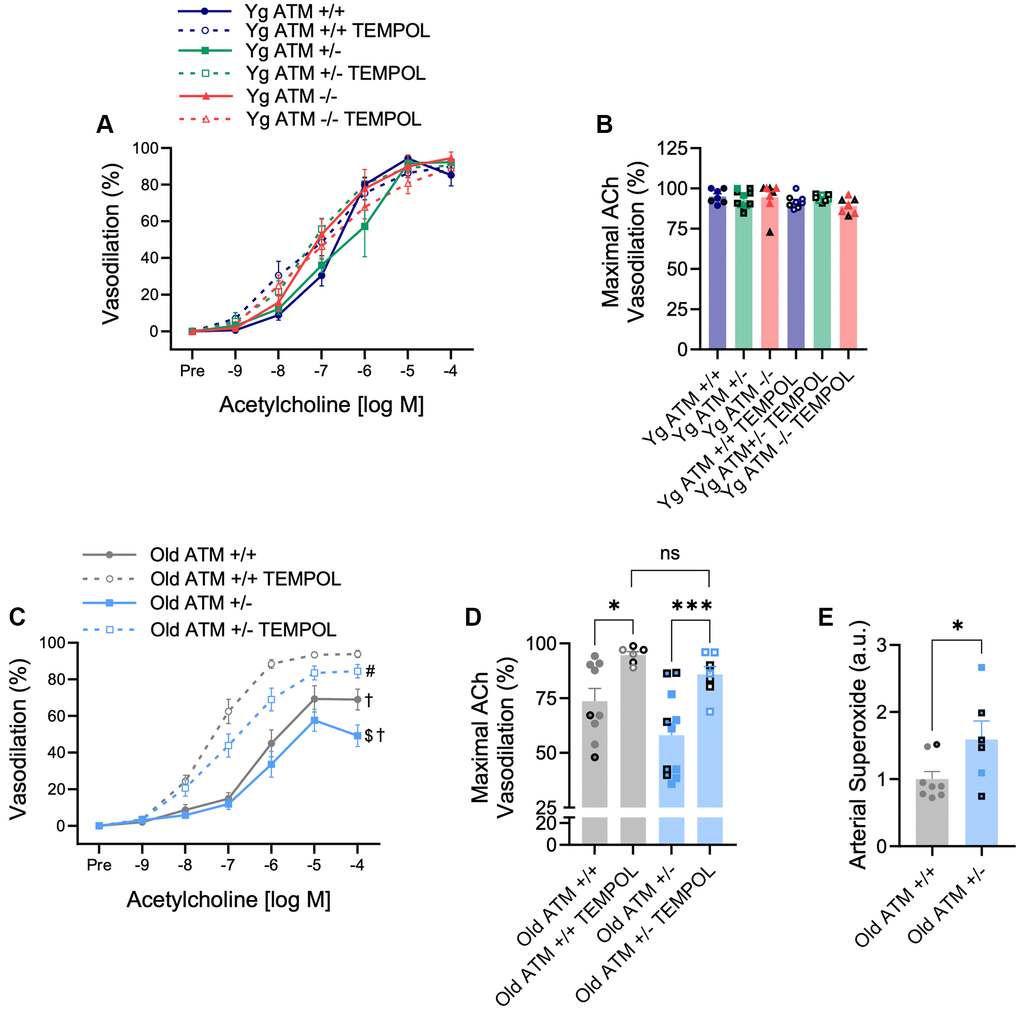 Effect of aging and reduced DNA double-strand break repair on oxidative stress-mediated suppression of vasodilation. (A) mesenteric artery dose-response curves to increasing doses of the endothelium-dependent vasodilator acetylcholine in the absence and presence of the superoxide scavenger TEMPOL. N = 7–11 per group. (B) Maximal acetylcholine (ACh) vasodilation in mesenteric arteries in the absence and presence of TEMPOL. N = 7–11 per group. (C) Mesenteric artery dose-response curves to increasing doses of the endothelium-dependent vasodilator acetylcholine in the absence and presence of the superoxide scavenger TEMPOL. N = 6–11 per group. (D) Maximal acetylcholine (ACh) vasodilation in mesenteric arteries in the absence and presence of TEMPOL. N = 6–11 per group. (E) Carotid artery superoxide production measured via electron paramagnetic resonance spectrometry. N = 6–8 per group. Individual data points with black borders denote female mice. Individual data points matching group colors denote male mice. $p †p #p *p ***p 