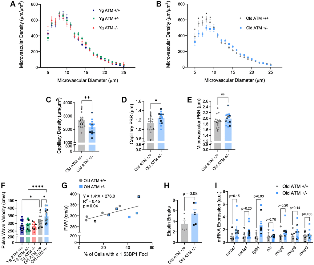 Effect of aging and reduced DNA double-strand break repair on micro- and macro-vascular properties. (A) Perfused microvascular density in mesenteric microcirculation. N = 10–15 per group. (B) Perfused microvascular density in mesenteric microcirculation. N = 14–18 per group. (C) Density of perfused capillaries between 5–9 μm in size from mesenteric microcirculation. N = 14–18 per group. (D) Perfused boundary region in capillaries between 5–9 μm in size in mesenteric microcirculation. N = 14–18 per group. (E) Perfused boundary region in all microvessels between 10–25 μm in size in mesenteric microcirculation. N = 14–18 per group. (F) Aortic stiffness assessed via pulse wave velocity. N = 11–17 per group. (G) Positive relation between PWV and percentage of aortic cells containing one or more 53BP1 foci. N = 5 per group. (H) Aortic elastin breaks. N = 5–6 per group. (I) Aortic mRNA expression of extracellular matrix and arterial stiffness-related genes. N = 7–9. Individual data points with black borders denote female mice. Individual data points matching group colors denote male mice. *p **p ****p 