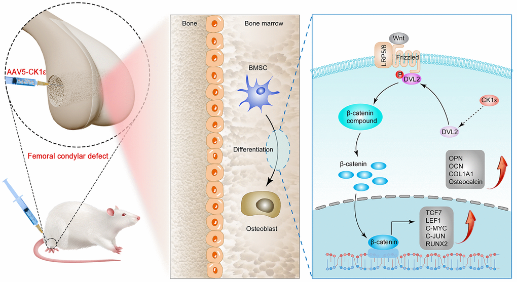 Schematic diagram of CK1ε promoting OD of BMSCs through activation of Wnt/β-catenin signaling, and repairing bone defects.