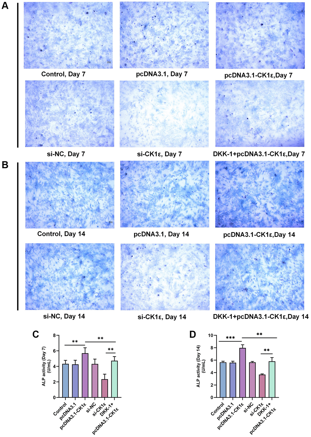 ALP staining and activity analysis results. (A) Images of ALP staining on the 7th day of BMSC OD with different transfections. (B) Images of ALP staining on the 14th day of BMSC OD with different transfections. (C, D) ALP activity analyses on the 7th and 14th days of BMSC OD with different transfections. The experiments in this figure were repeated three times, and similar results were obtained. The one-way ANOVA was used for (C, D). *P **P ***P 