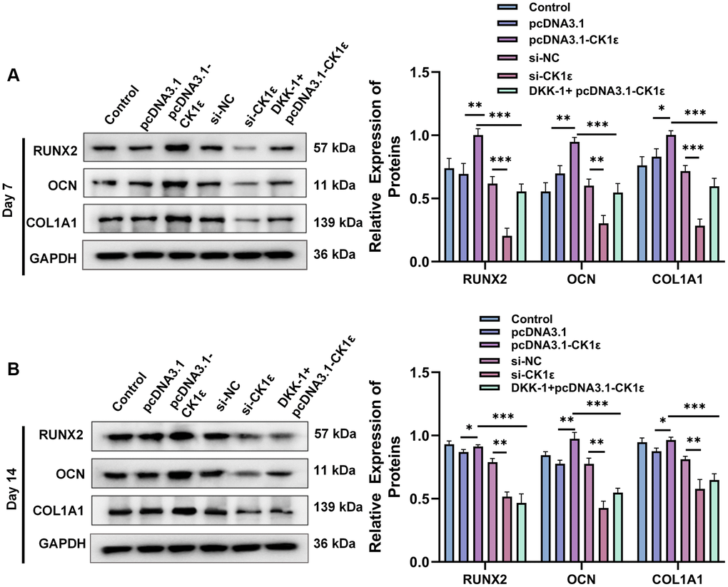 Results of relative protein expression after OD of BMSC. (A) Results of Western blot and relative protein expression levels of OD markers on the 7th day. (B) Results of Western blot and relative protein expression levels of OD markers on the 14th day. The experiments in this figure were repeated three times, and similar results were obtained. The data are presented as the means ± SD of independent experiments. The one-way ANOVA was used for (A, B). *P **P ***P 