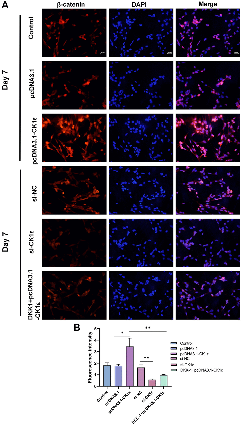 (A) Fluorescence microscopy images of β-catenin in BMSCs with different transfections on the 7th day and (B) relative fluorescence intensity analysis on the 7th day. The experiments in this figure were repeated three times, and similar results were obtained. The data are presented as the means ± SD of independent experiments. The one-way ANOVA was used for B. *P **P ***P 