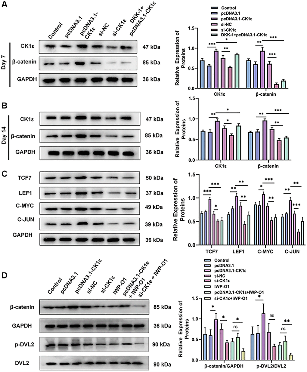 Relative protein expression levels of related molecules related to the Wnt/β-catenin pathway. (A, B) Results of Western blot and relative protein expression levels of CK1ε and β-catenin on the 7th and 14th days. (C) Results of Western blot and relative protein expression levels of downstream proteins related to the Wnt/β-catenin pathway. (D) Results of Western blot and relative protein expression levels of β-catenin, p-DVL2, and DVL2. The experiments in this figure were repeated three times, and similar results were obtained. The data are presented as the means ± SD of the independent experiments. The one-way ANOVA was used for (A–D). *P **P ***P 