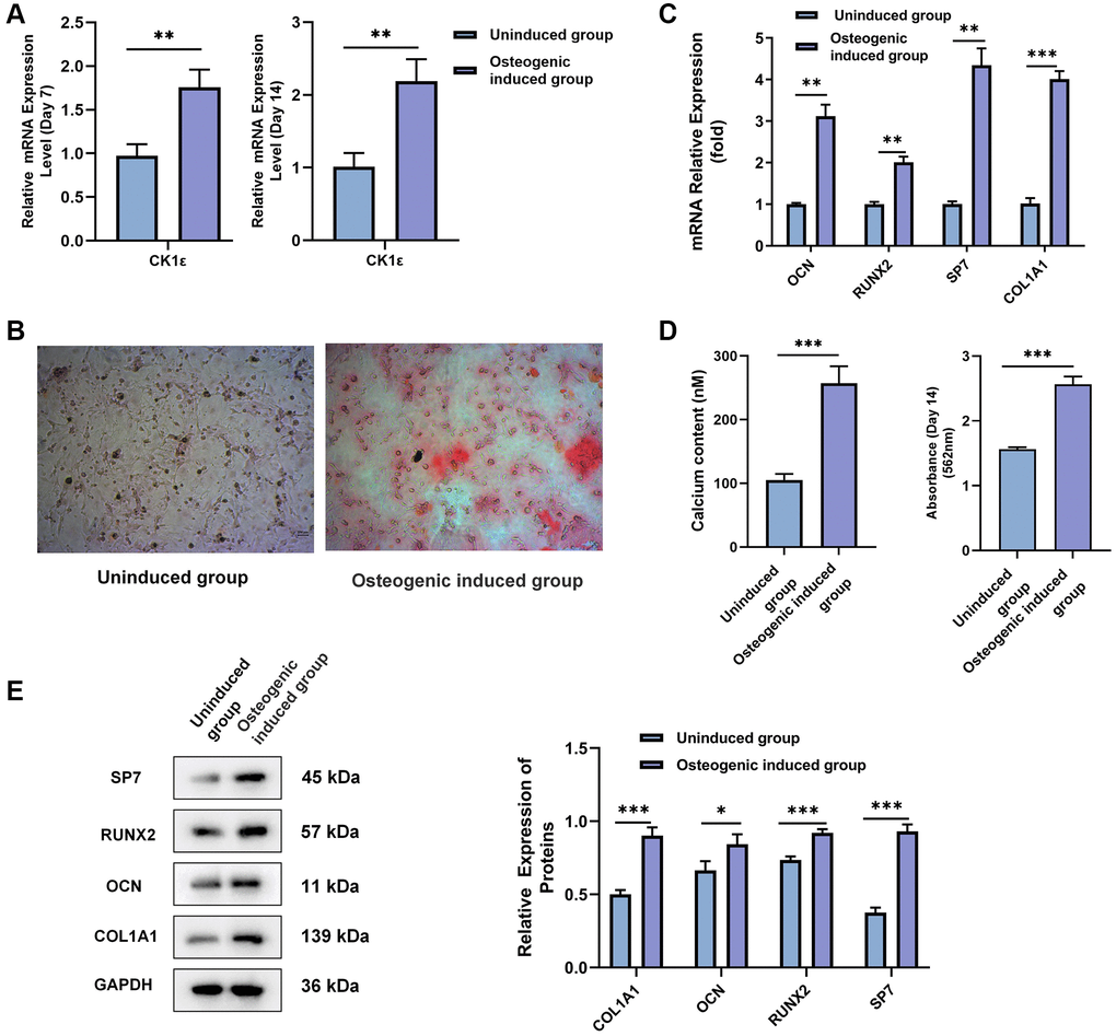 CK1ε drives osteogenic differentiation of bone marrow mesenchymal