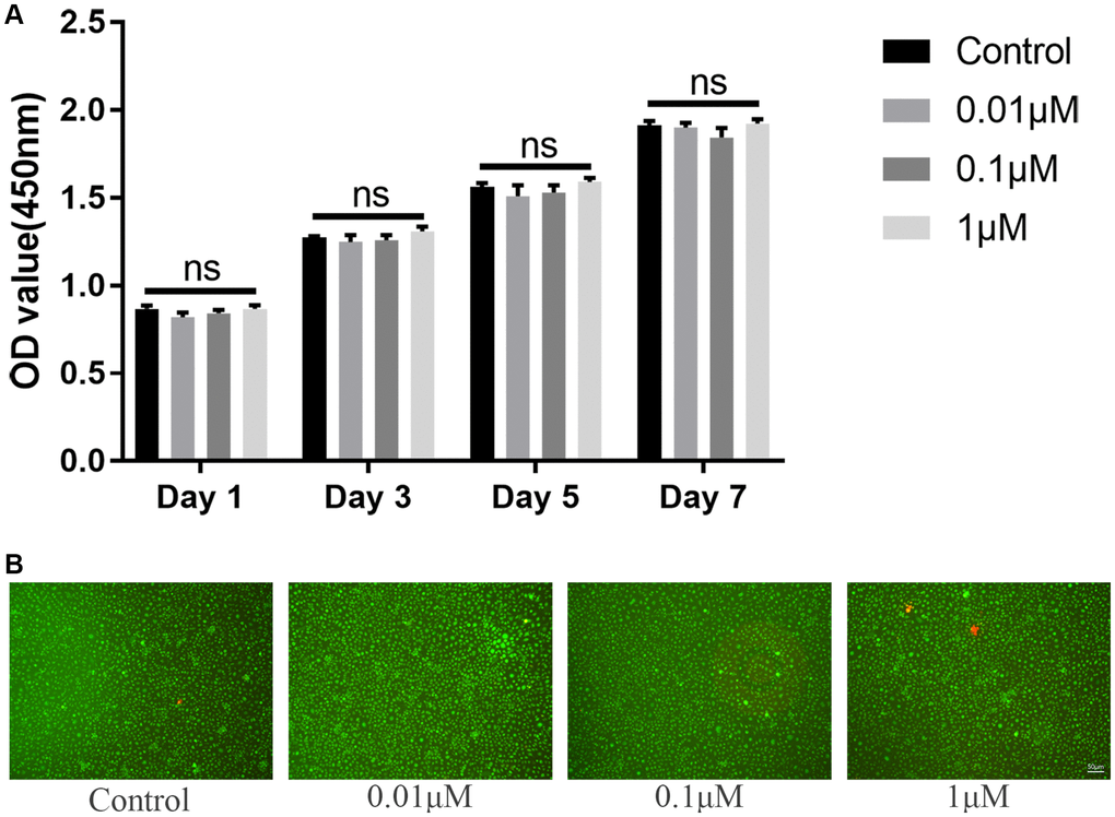 ICT has no toxicity on BMMs. (A) Cytotoxicity of ICT on BMMs at day 1, day 3, day 5, and day 7 by CCK-8 assay. (B) The live/dead staining of BMMs after culture with ICT for 7 days. All data were presented as mean ± SD, n = 3. Abbreviation: ns: not statistical significance.