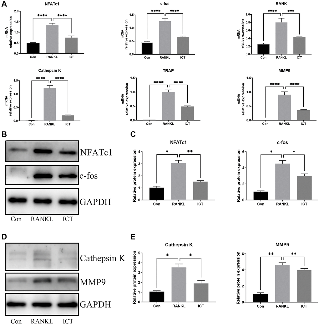 ICT abrogates RANKL-induced NFATc1 and c-fos transcription and following osteoclast-related genes. BMMs were cultured in osteoclastogenic medium containing vehicle (DMSO) or ICT (1 μM) for 3 days. (A) The relative mRNA expression of NFATc1, c-fos, RANK, Cathepsin K, MMP9, TRAP. (B) Representative protein bands of NFATc1 and c-fos. (C) Quantitative analysis of NFATc1 and c-fos. (D) Representative protein bands of Cathepsin K and MMP9. (E) Quantitative analysis of Cathepsin K and MMP9. All data were presented as mean ± SD, n = 3, *P **P ***P 