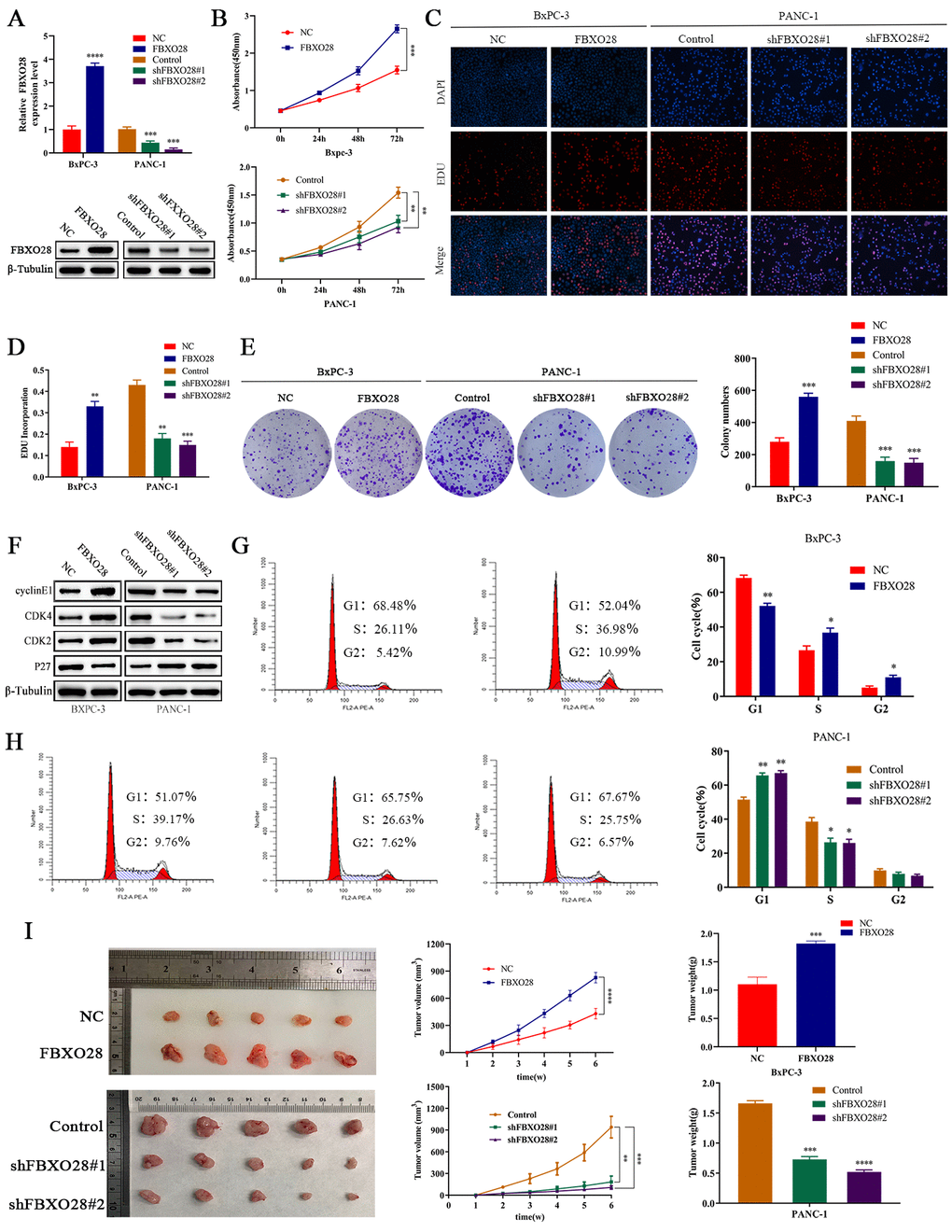 FBXO28 overexpression increases pancreatic cancer cell proliferation. (A) Lentiviral transfection to form stable cells (negative control [NC], FBXO28, Control, shFBXO28#1, shFBXO28#2) and qRT-PCR and western blot to verify transfection effectiveness.  (B–E) Cell Counting Kit-8 (CCK-8), EdU, and clone plate experiments were used to identify the capacity of FBXO28 for cell proliferation and formation in pancreatic cancer cells. (F–H) Western blot and flow cytometry to investigate the effect of FBXO28 on the cell cycle. (I) To construct a xenograft model, mice were injected subcutaneously with cells according to grouping, tumor volume was assessed weekly, the mice were euthanized after 6 weeks, and the tumors were resected and weighed. (J) Immunohistochemical (IHC) of mouse tumor tissues showing the protein expression of Ki67 and proliferating cell nuclear antigen (PCNA) (magnification: ×200, ×400). **P 