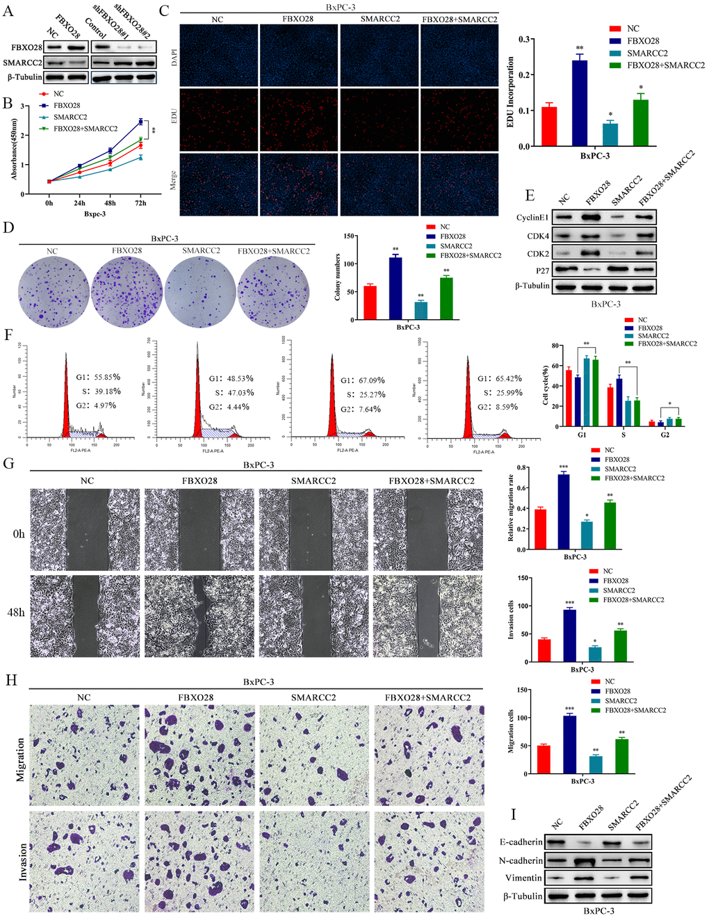 SMARCC2 upregulation reverses the effect of FBXO28 overexpression. (A) Western blot analysis demonstrating that SMARCC2 expression is lower in cells overexpressing FBXO28 and higher after FBXO28 knockdown. (B–D) Cell Counting Kit-8 (CCK-8), EdU, and clone plate assays showing that SMARCC2 upregulation inhibits proliferation of FBXO28 overexpression-induced BxPC-3 cells.  (E, F) Western blot and flow cytometry revealing that SMARCC2 upregulation inhibits FBXO28 overexpression-induced BxPC-3 cell cycle.  (G, H) SMARCC2 upregulation inhibited FBXO28 overexpression-induced BxPC-3 cell invasion and migration. (I) Western blot to observe the changes in epithelial-mesenchymal transition (EMT)-related proteins in each group following SMARCC2 overexpression. *P 