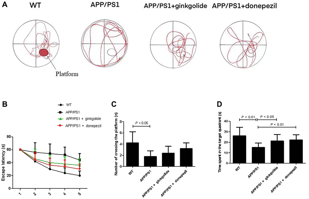 Ginkgolide improved learning and memory impairment in APP/PS1 mice. (A) Representative swimming track on day 5 of the Morris water maze test, (B) escape latency, (C) number of platform crossings, and (D) time spent in target quadrant on day 5 of the experiment. Abbreviations: APP/PS1: amyloid precursor protein/presenilin 1; WT: wild-type.