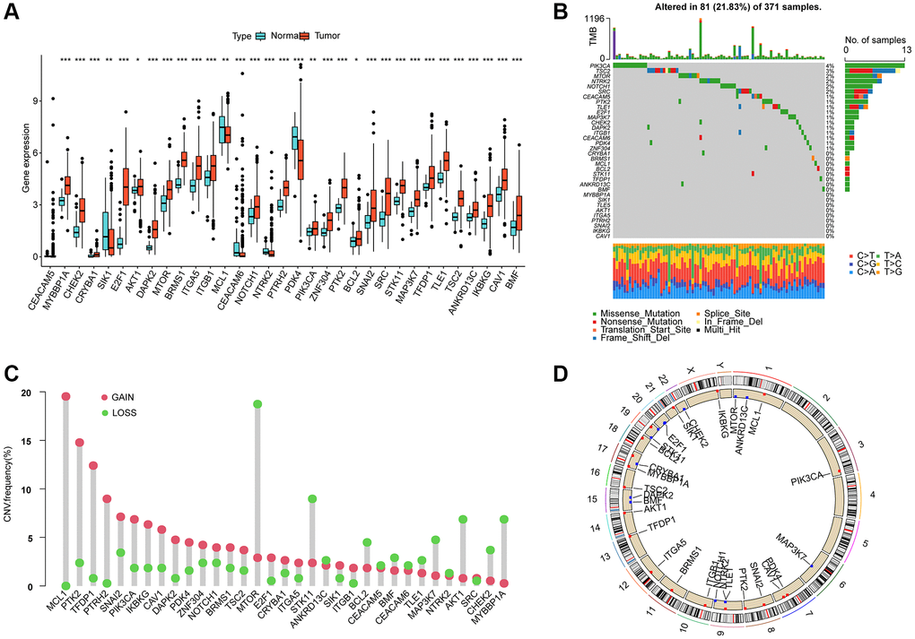 Differential expression, somatic mutation and CNV analysis of ARGs in HCC. (A) Analysis of differential ARGs expression in normal and HCC tissues. (B) Somatic mutation frequency analysis of ARGs in HCC. (C) Analysis of copy number variation of ARGs in HCC. (D) The circle diagram shows the location of the 33 ARGs on the chromosome.