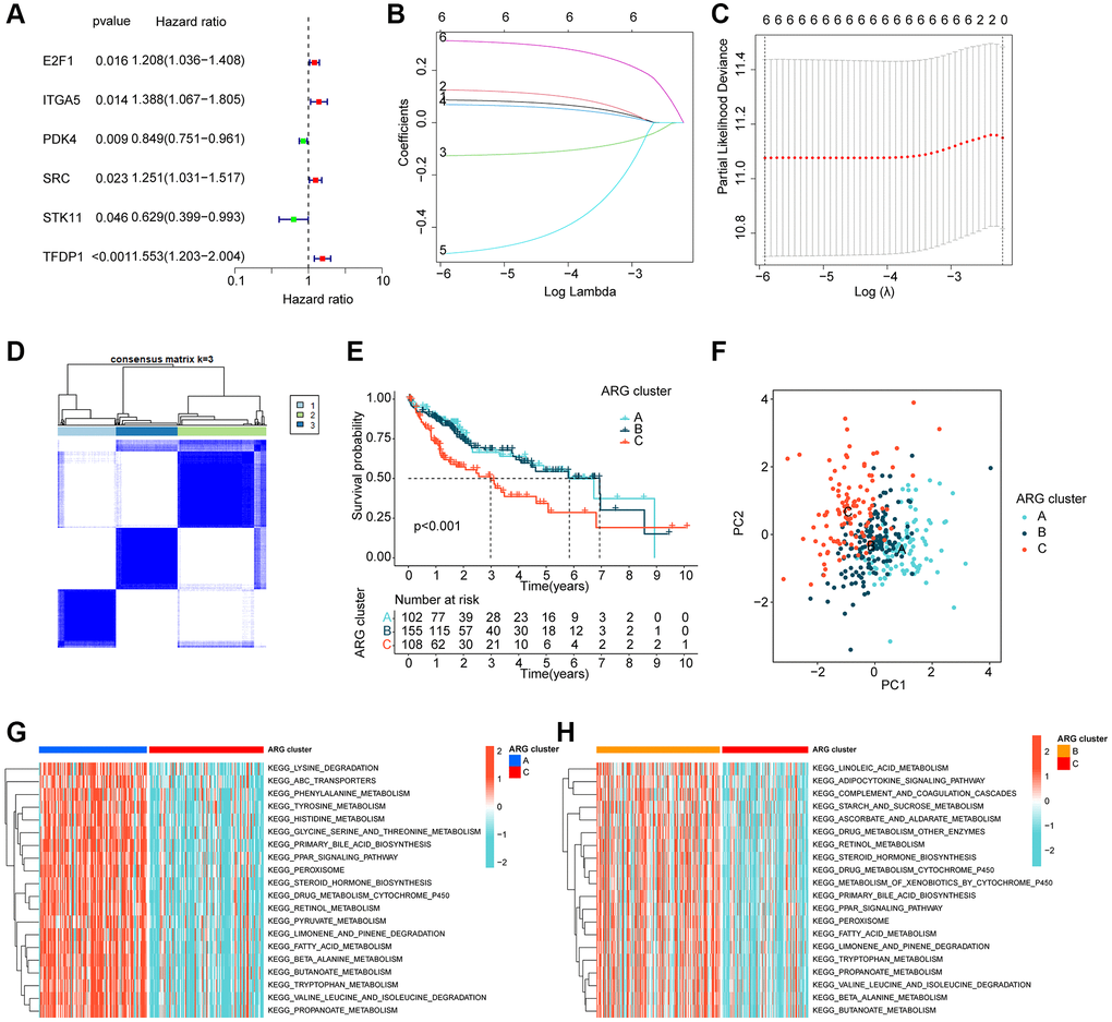 ARG-based molecular subtyping of HCC. (A–C) Identification of prognostic ARGs clinically relevant to HCC based on LASSO-univariate Cox analysis. (D) ARG-based analysis of HCC molecular subtypes. (E) Clinical survival outcome analysis of HCC samples with different molecular subtypes. (F) Unsupervised PCA analysis. (G, H) GSVA analysis of molecular subtypes of HCC.