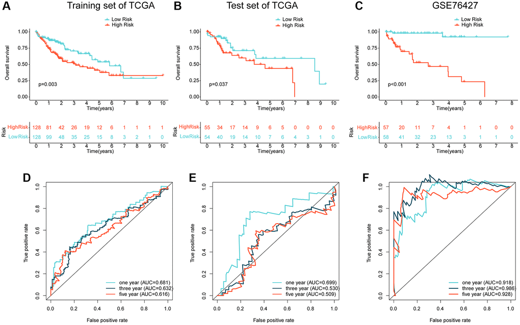 Independent cohort validation of the risk model developed based on the prognostic ARG. (A, B) Clinical prognostic analysis of HCC samples from the training and validation sets in the TCGA cohort. (C) Clinical prognostic analysis of HCC samples from the GSE76427 dataset. (D–F) Time-related ROC curve analysis of the TCGA cohort and the GSE76427 cohort at 1-, 3-, and 5-year.