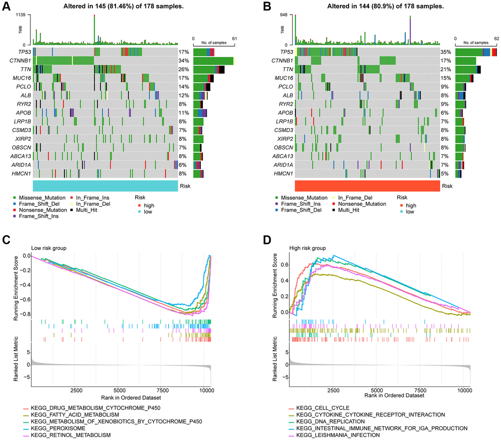 Tumor mutational burden and GSEA analysis in risk subgroups. (A, B) Somatic mutation landscape analysis in the risk subgroup. (C, D) GSEA analysis of risk subgroups.