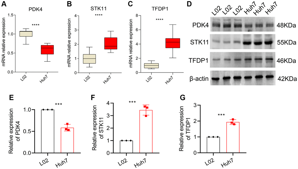 qRT-PCR and Western blot analysis. (A–C) mRNA expression levels of PDK4, STK11 and TFDP1 in L02 and Huh7 cell lines. (D–G) Western blot and quantitative analysis. Data representation: mean ± SD. Statistical significance: *p **p ***p ****P 