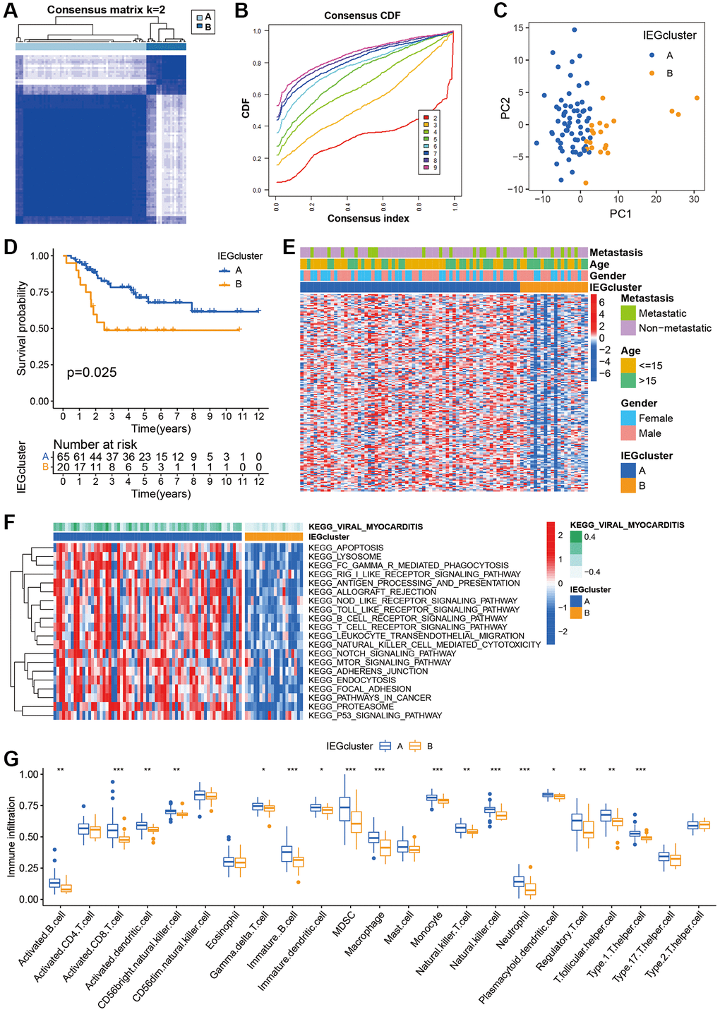 The immune infiltration and biofunctional landscape of cancer-intrinsic immune evasion genes (IEGs) clusters. (A) The consensus score matrix of 85 samples when k = 2. (B) The cumulative distribution functions (CDF) curve for k = 2–9. (C) Principal component analysis of the two clusters. (D) Kaplan-Meier survival analysis of the two clusters. (E) Heatmap of clinical characteristics of the two clusters according to the expression of IEGs. (F) Heatmap visualized the results of the GSVA enrichment analysis, and red represents activated pathways and blue represents inhibited pathways. (G) Box plot of the statistical analysis of the ssGSEA results.